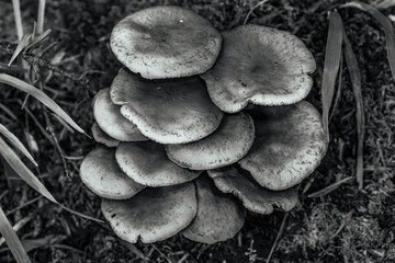 Macro  - Forest - Europe, Romania, Suceava region