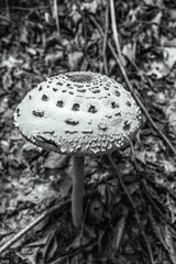 Macro  - Forest - Europe, Romania, Suceava region