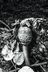 Macro  - Forest - Europe, Romania, Suceava region