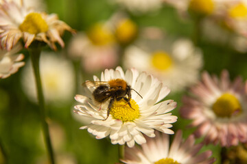 Trzmiel na stokrotce. © wojwarm