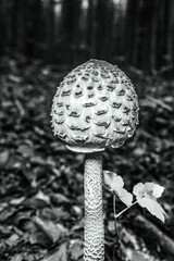 Macro  - Forest - Europe, Romania, Suceava region