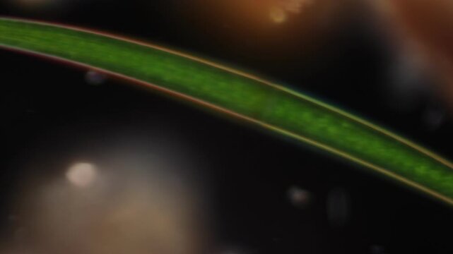 Methods of study of Protozoa, Algae and bacteria under the microscope in the biology laboratory.