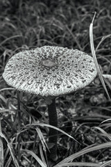 Macro  - Forest - Europe, Romania, Suceava region