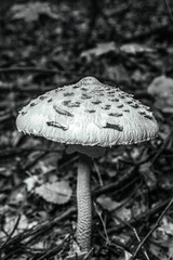 Macro  - Forest - Europe, Romania, Suceava region