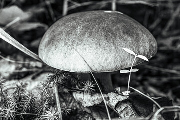 Macro  - Forest - Europe, Romania, Suceava region