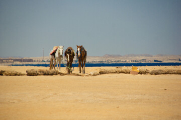 Konie na pustyni w Marsa Alam. Egipt. © wojwarm