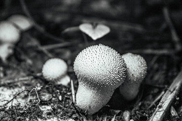 Macro  - Forest - Europe, Romania, Suceava region
