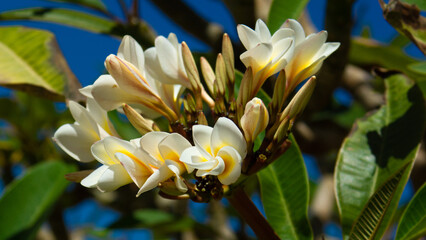 Plumeria żółta. © wojwarm