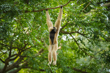 pileated gibbon on tree © geargodz