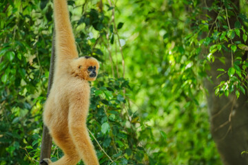 common gibbon or white-handed gibbon on tree