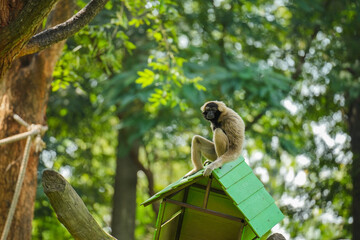 pileated gibbon on tree