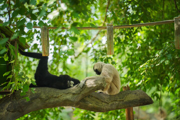 pileated gibbon on tree