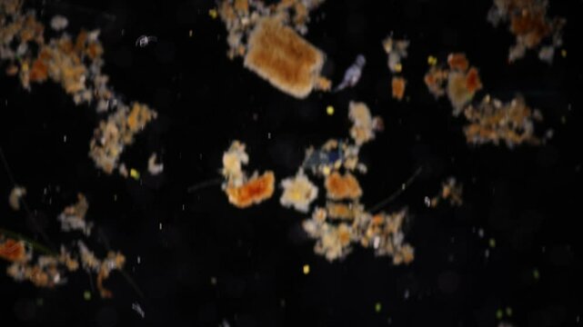 Methods of study of Protozoa, Algae and bacteria under the microscope in the biology laboratory.