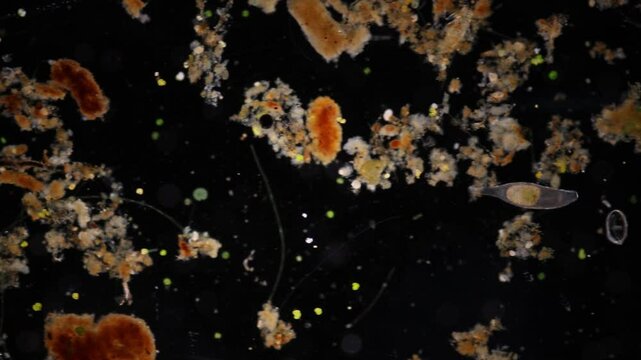 Methods of study of Protozoa, Algae and bacteria under the microscope in the biology laboratory.