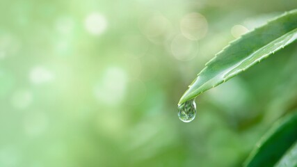 Water drop on a leaf macro shot