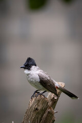 Sooty-headed Bulbul perched on a branch 