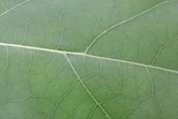 アボカドの葉脈のアップ　マクロ