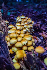 Macro  - Forest - Europe, Romania, Suceava region