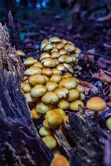 Macro  - Forest - Europe, Romania, Suceava region