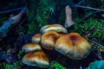 Macro  - Forest - Europe, Romania, Suceava region