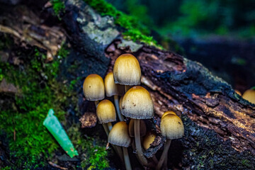 Macro  - Forest - Europe, Romania, Suceava region