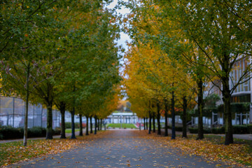 Beautiful Colour Autumn Fall Maple Trees, Leaves, Road, Canada