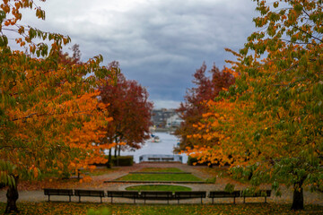 Beautiful Colour Autumn Fall Maple Leaves With Water, Blue Skye, Canada