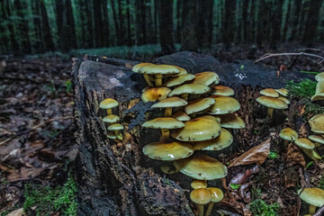 Macro  - Forest - Europe, Romania, Suceava region