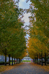 Beautiful Colour Autumn Fall Maple Trees, Leaves, Road, Canada