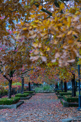 Beautiful Colour Autumn Fall Maple Leaves Tree Road,  Canada