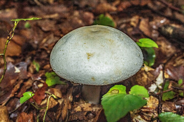 Macro  - Forest - Europe, Romania, Suceava region