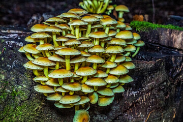 Macro  - Forest - Europe, Romania, Suceava region