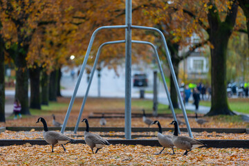 Beautiful Colour Autumn Fall Maple Leaves With Canada Goose, Canada