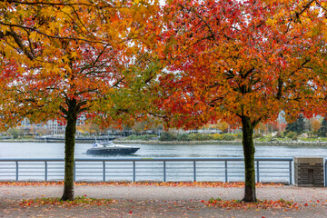 Beautiful Colour Autumn Fall Maple Leaves With A Boat on River, Canada