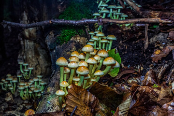 Macro  - Forest - Europe, Romania, Suceava region