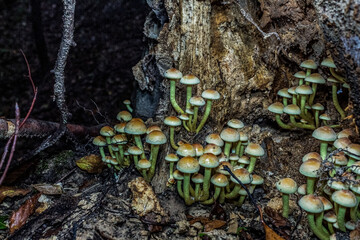 Macro  - Forest - Europe, Romania, Suceava region