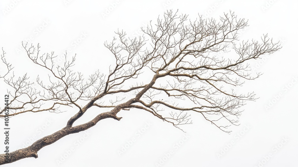Aufkleber isolated bare tree branch captured in a late winter season, emphasizing the stark beauty of a bare t