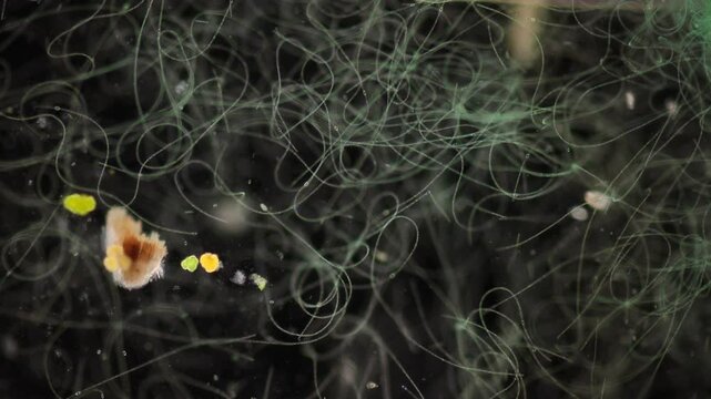 Methods of study of Protozoa, Algae and bacteria under the microscope in the biology laboratory.