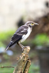 Black-necked Starling perched on a dry branch