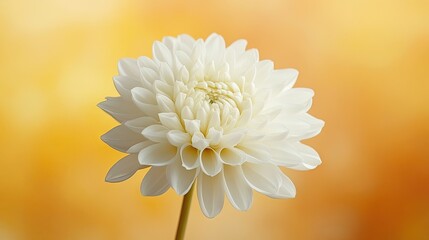 Fototapeta premium Delicate white pastel flower against a soft yellow background, creating a serene and tranquil composition. The white pastel flower stands out beautifully, ideal for creative projects.