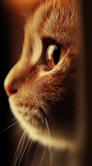 Close-up of an orange cat's face in profile view, softly lit.