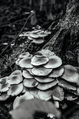 Macro  - Forest - Europe, Romania, Suceava region