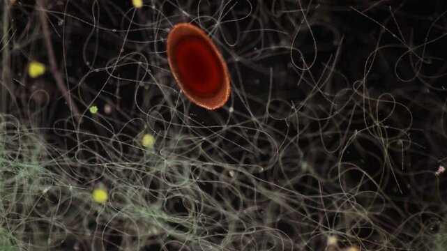 Methods of study of Protozoa, Algae and bacteria under the microscope in the biology laboratory.
