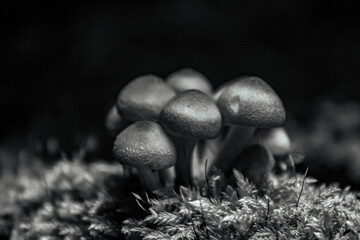 Macro  - Forest - Europe, Romania, Suceava region