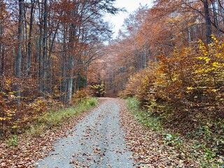 forest road