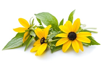 Naklejka premium Black Eyed Susan isolated on a white background