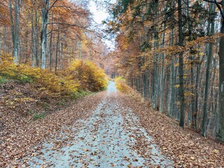 path in autumn forest