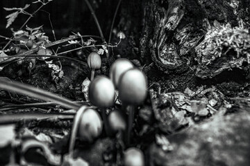 Macro  - Forest - Europe, Romania, Suceava region