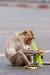 A Monkey (macaque) eating on the road in Lopburi city in Thailand.