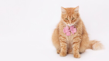 Beautiful cat with a pink bow tie. Cat looks at the camera on a white background. Portrait of a kitten. Web banner. Copy space. Pet. Valentine's Day. Love concept. Happy birthday. Greeting card © Mariia